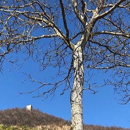 via-di-linari-all-ombra-del-monte-fuso-antichi-boschi-borghi-medievali-e-castelli